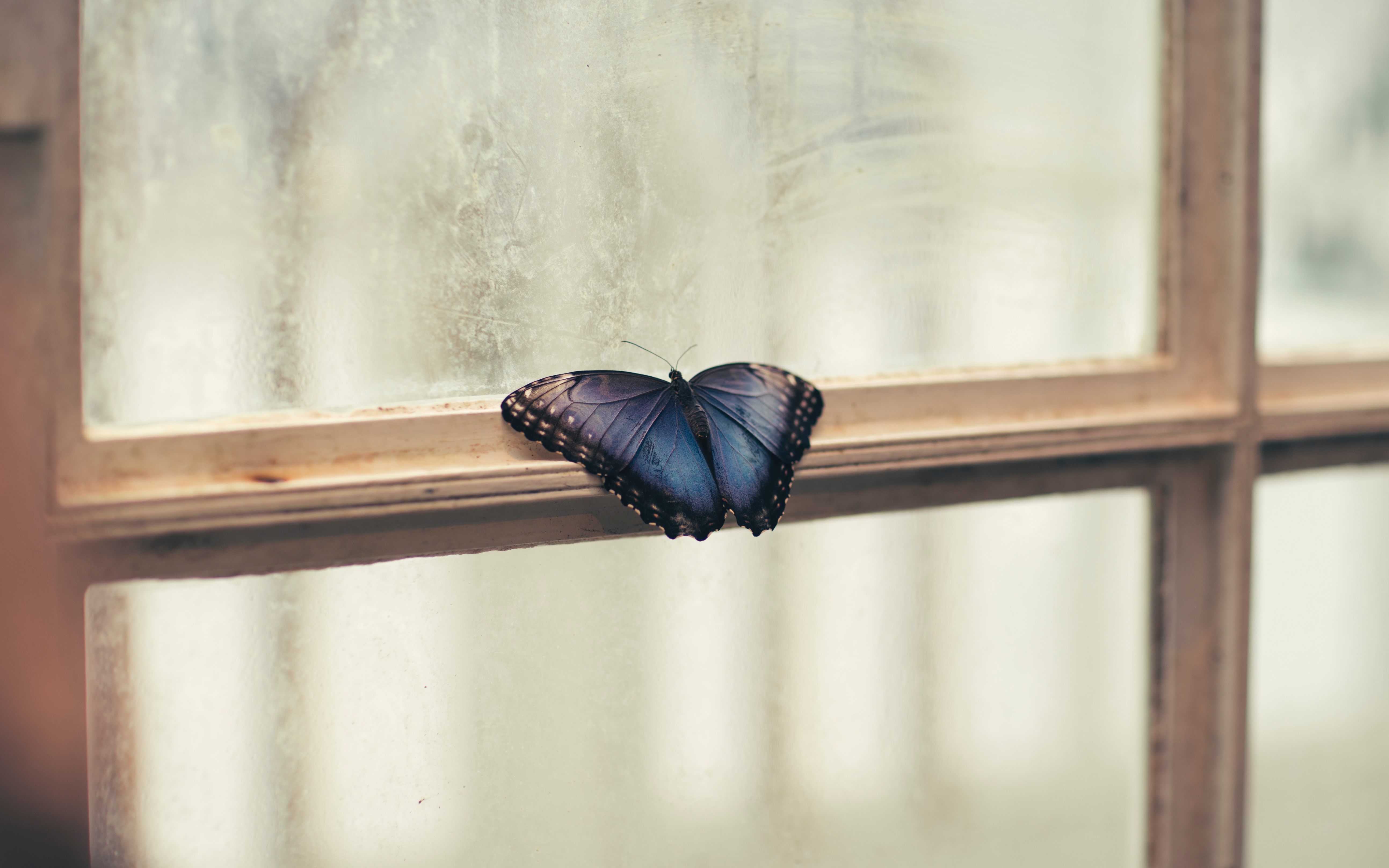 Lessons of a Struggling Butterfly