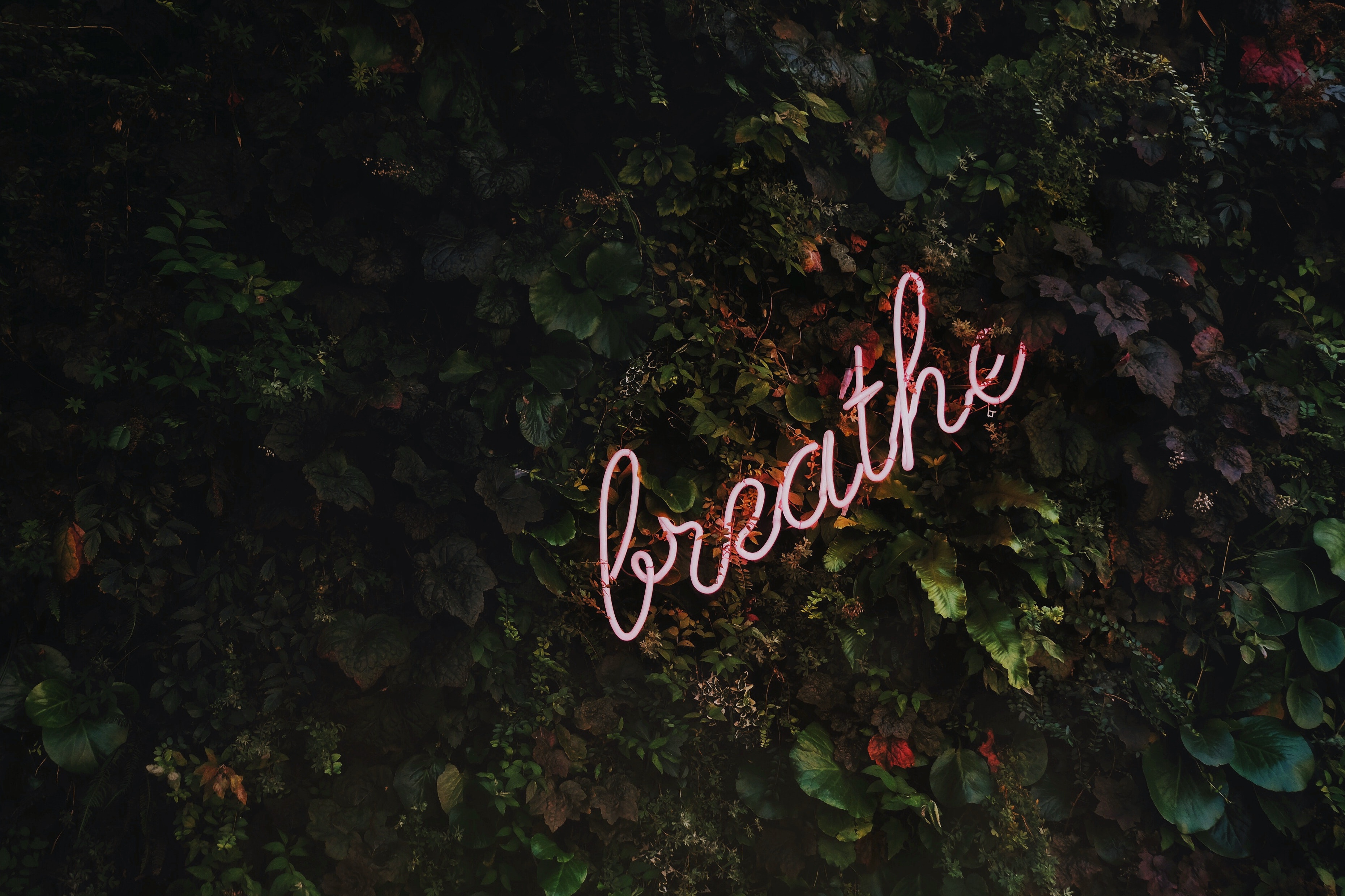 Liz Newman Reviews: “Breathe, Girl” Written by Niya McCray