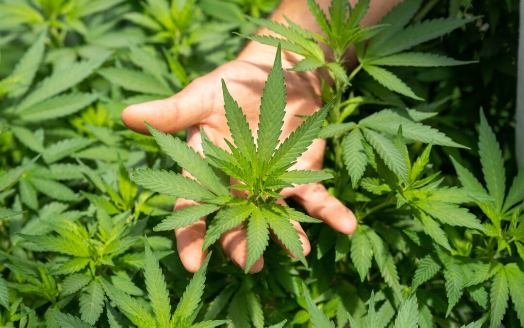 5 Tips For Growing Cannabis Plants For Pain Relief